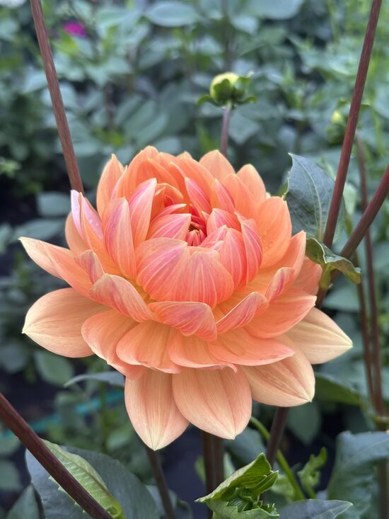 Ūdensrožu dālijas