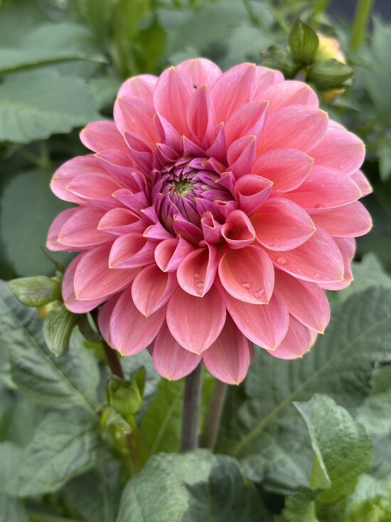 Dekoratīvās dālijas