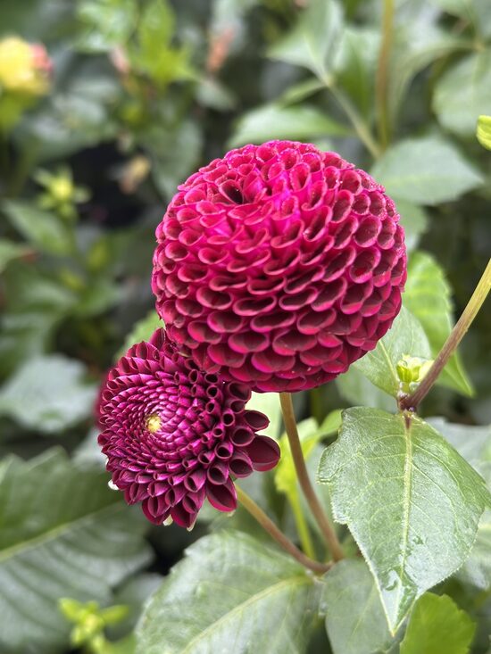 Lodveida un pomponu dālijas