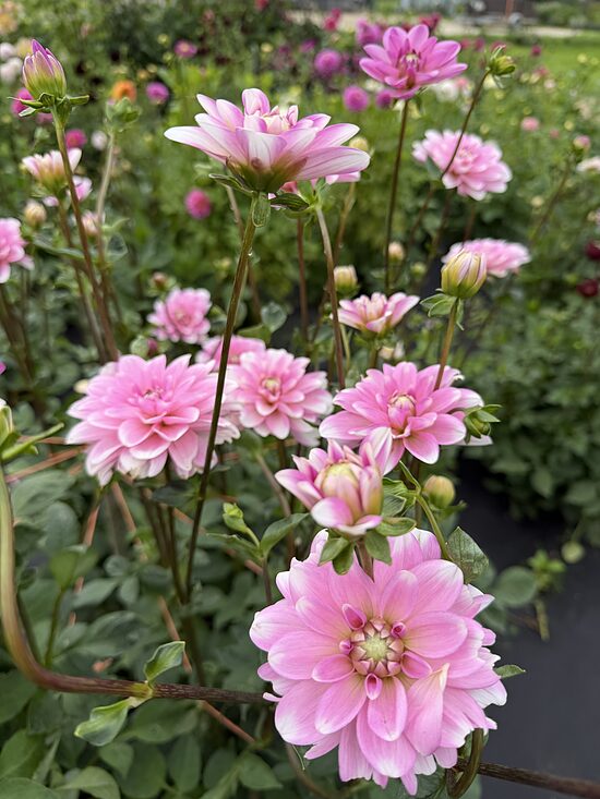 Pink perception