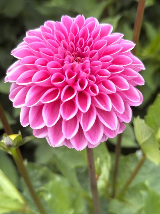 Sandra (Pink Sylvia)