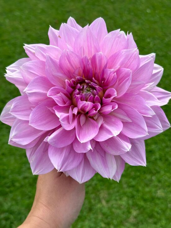 Lavender perfection