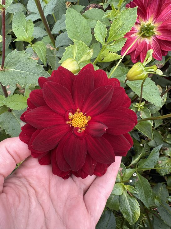 Nezināmā (tumši sarkanā)