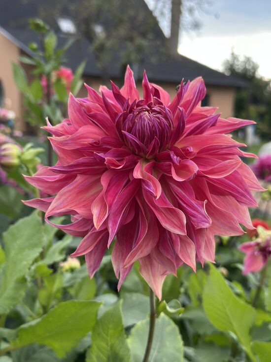 Penhill Dark Monarch