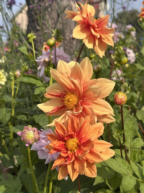 Dāliju sēklas (10 gab.)