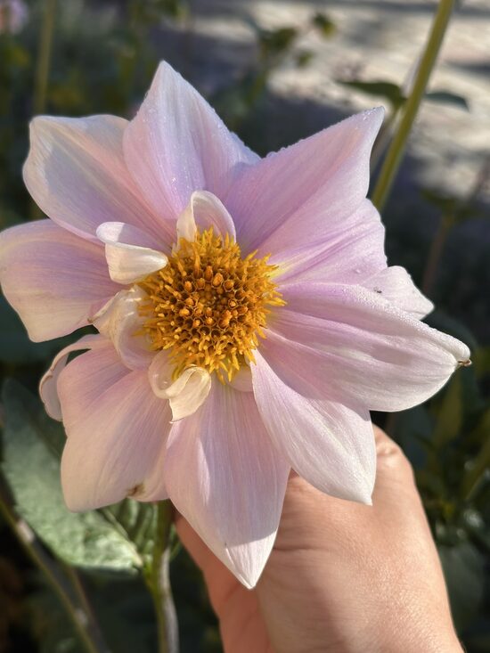 Sweet Lucille (izvirtusi)