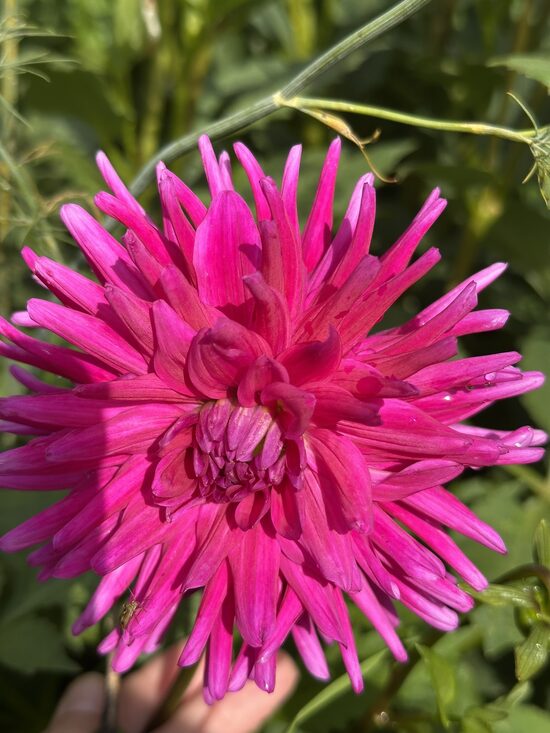 Nezināmā (violets kaktuss)